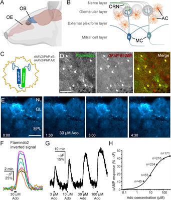A2A adenosine receptor-driven cAMP signaling in olfactory bulb astrocytes is unaffected in experimental autoimmune encephalomyelitis